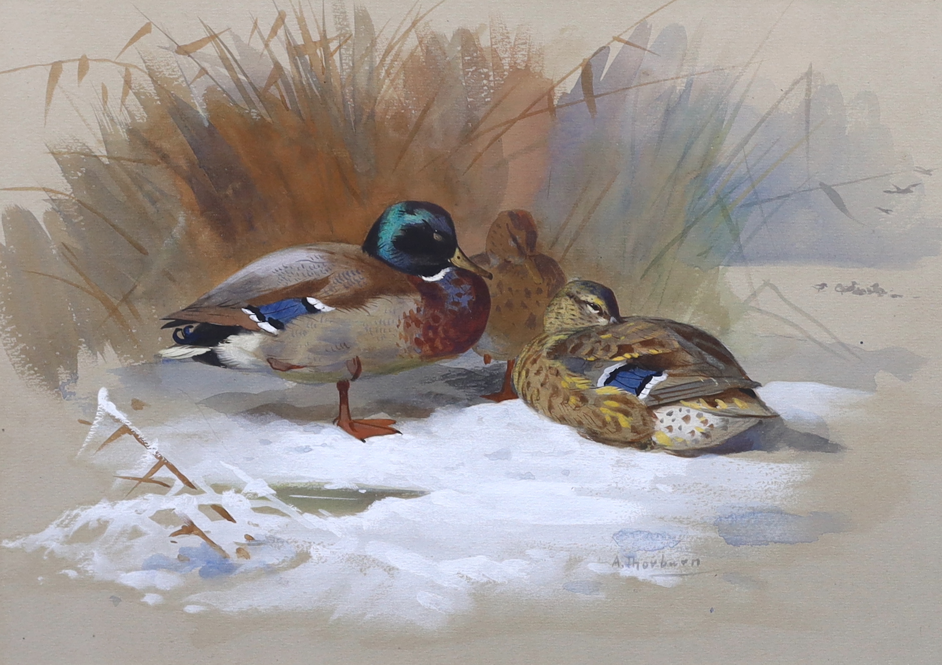 Archibald Thorburn (British, (1860-1935), Mallard in winter, gouache and watercolour, 24 x 34cm